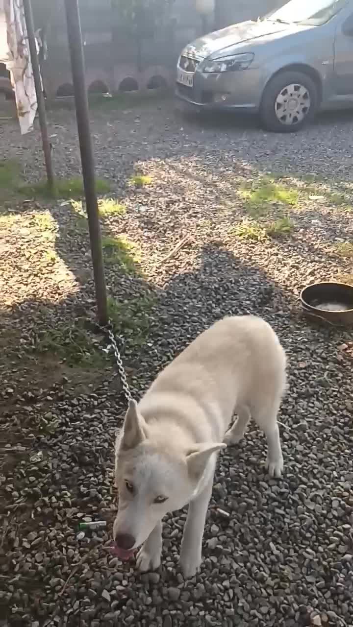 توله ۵ ماهه هاسکی ساموید|سگ|لاهیجان, بازکیاگوراب|دیوار