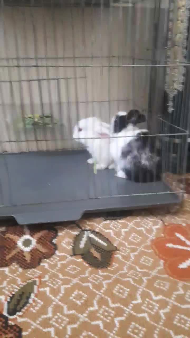 دو عدد خرگوش یکی لوپ یکی ساده رایگان|موش و خرگوش|سنندج, |دیوار