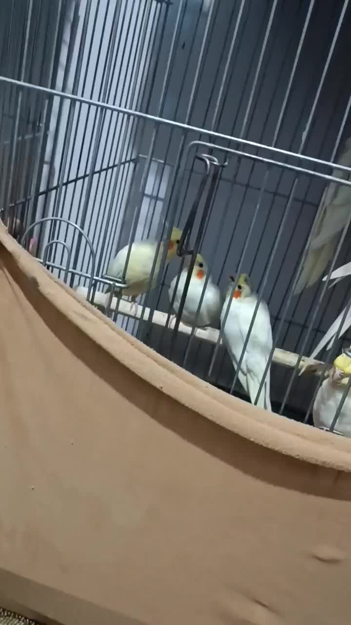 طوطی عروس هلندی جوجه|پرنده|قزوین, |دیوار