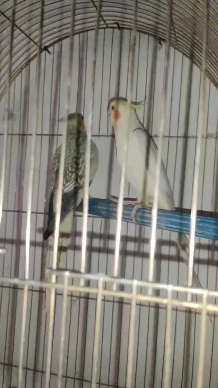 عروس هلندی سوپر مولد تضمینی کوتوله همراه با جوجه|پرنده|اصفهان, باتون|دیوار