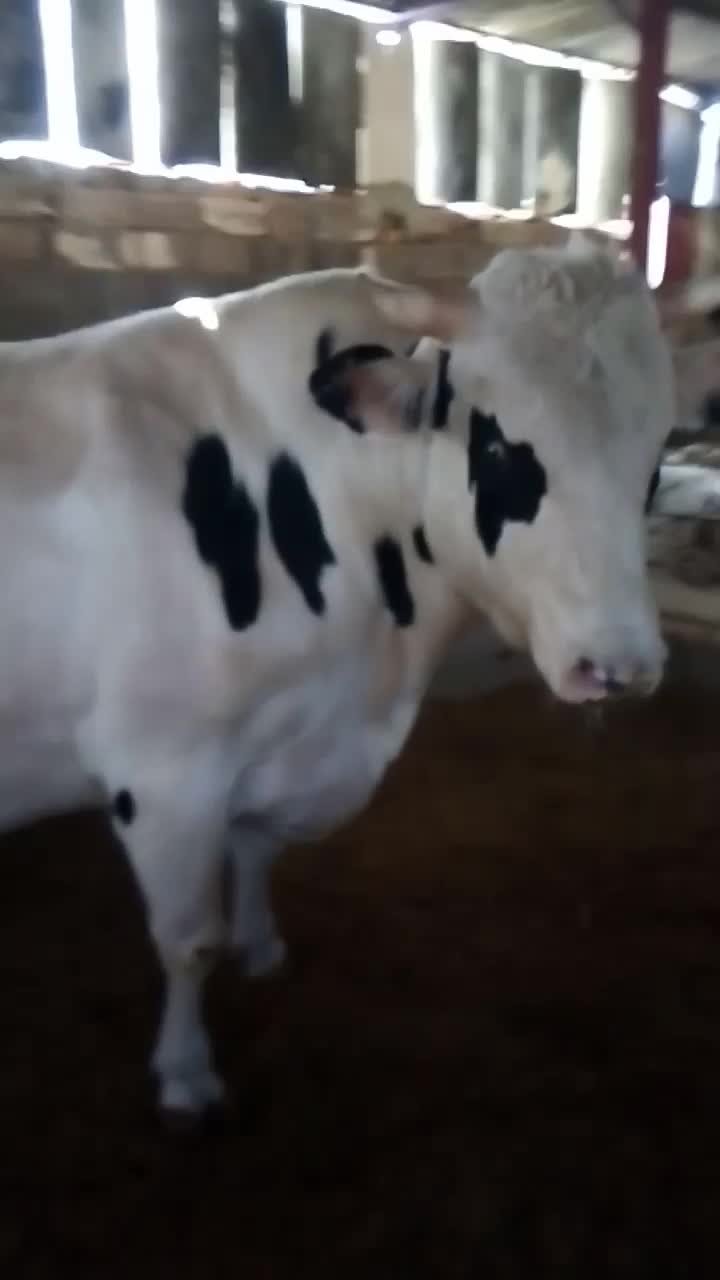 گوساله نر|حیوانات مزرعه|ایوان, |دیوار