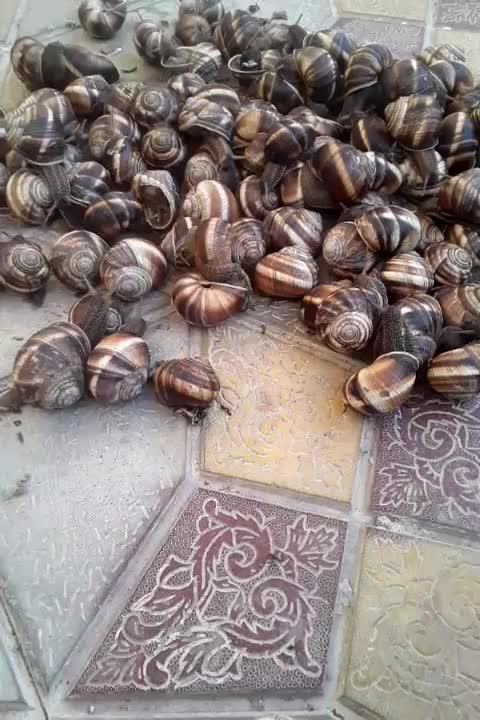 حلزون اسکارگو|خزنده|مراغه, |دیوار