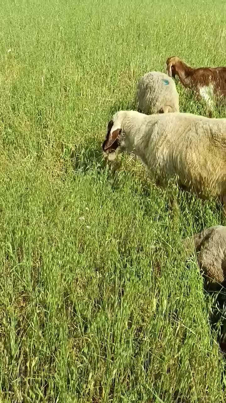 قوچ|حیوانات مزرعه|کرمانشاه, |دیوار