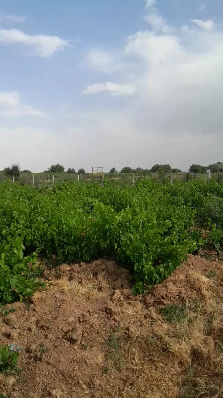 ۲۱۰۰ متر باغ تاکستان|فروش دفتر صنعتی، کشاورزی، تجاری|تهران, مینابی|دیوار