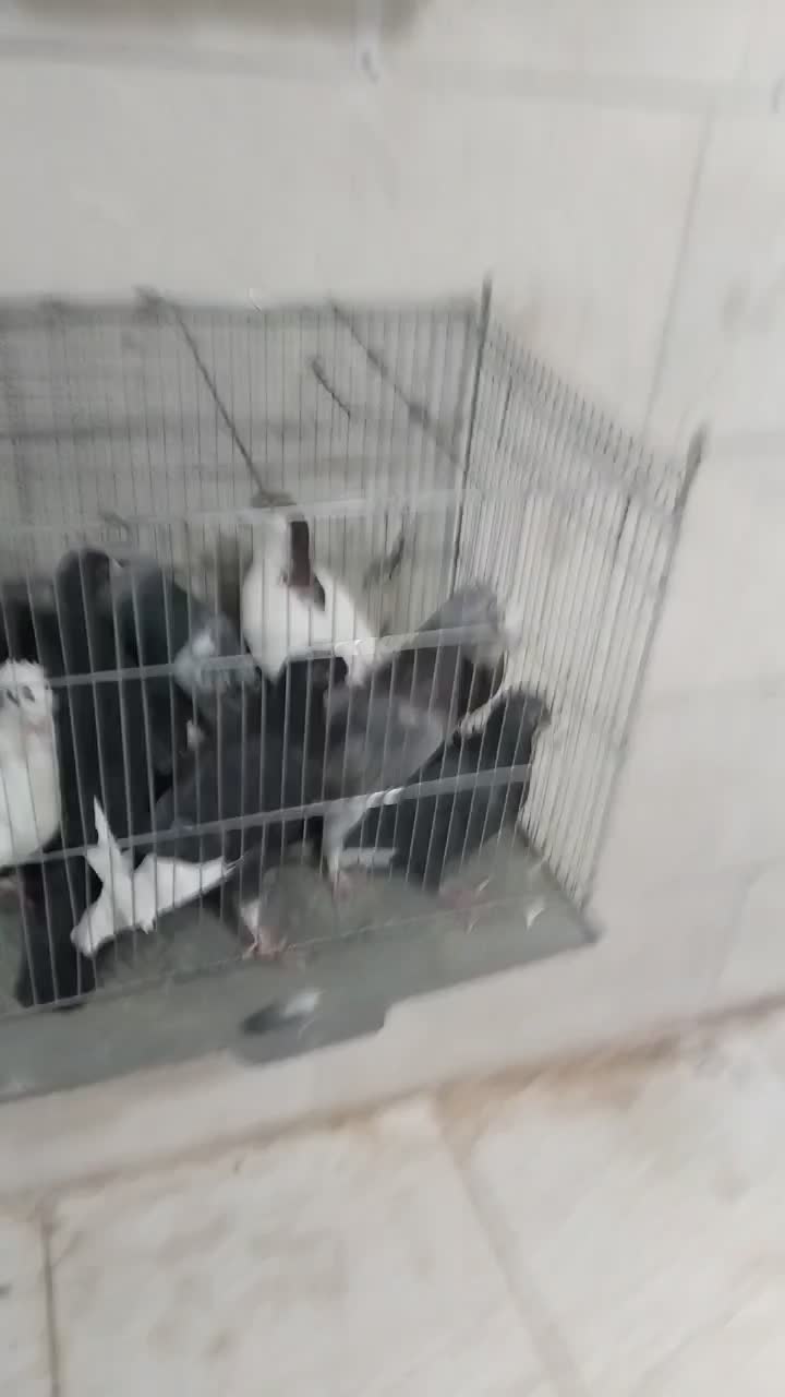 بله بیرون از شهری|پرنده|کرمان, |دیوار