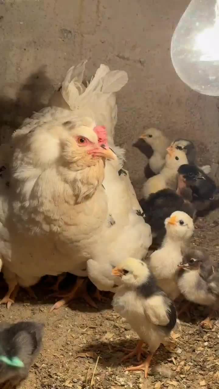 جوجه گلین دو هفته ای و تخم نطفه دار گلین لری اصیل|حیوانات مزرعه|رودبنه, |دیوار