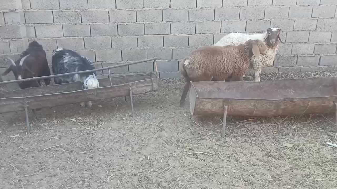 بره فروشی عروسک کله بور نر.وبورماده ست|حیوانات مزرعه|سرایان, |دیوار