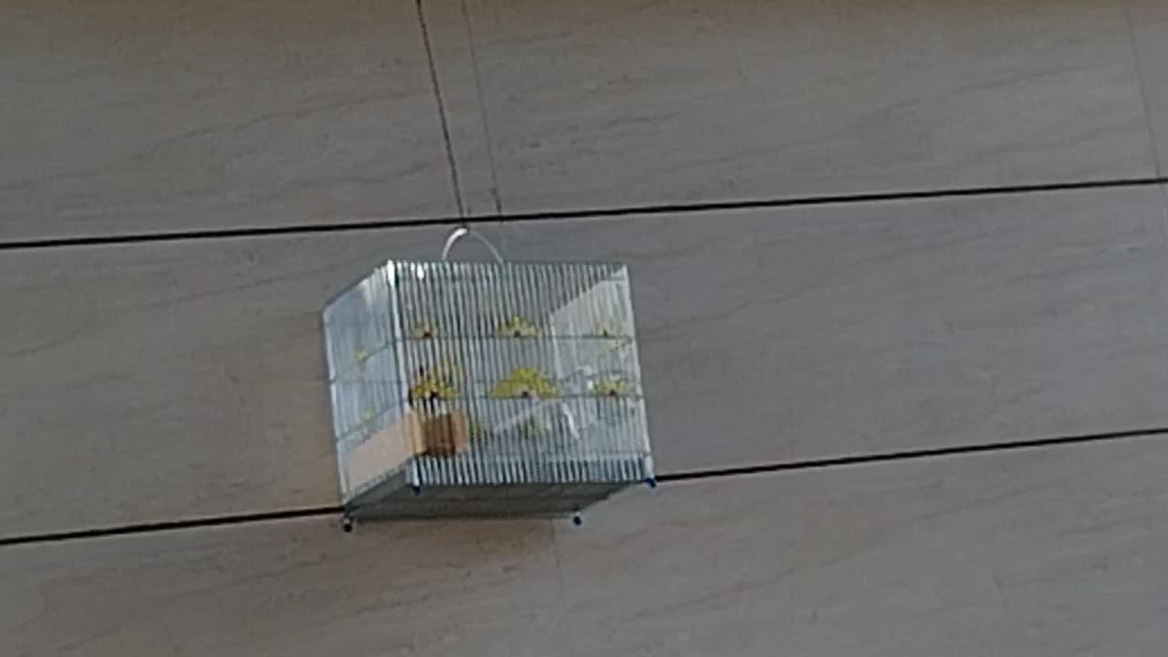 سهره|پرنده|فسا, |دیوار