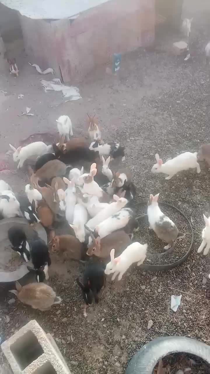 خرگوش|موش و خرگوش|مود, |دیوار