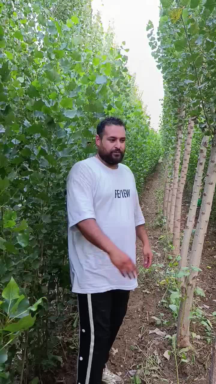 فروش نهال صنوبر نیگرا ترکیه سفید نهال پولساز کم آب|خدمات باغبانی و درختکاری|اصفهان, بهاران|دیوار