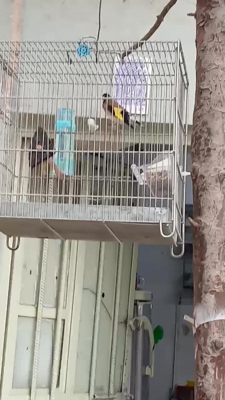 سهره|پرنده|تهران, تختی|دیوار