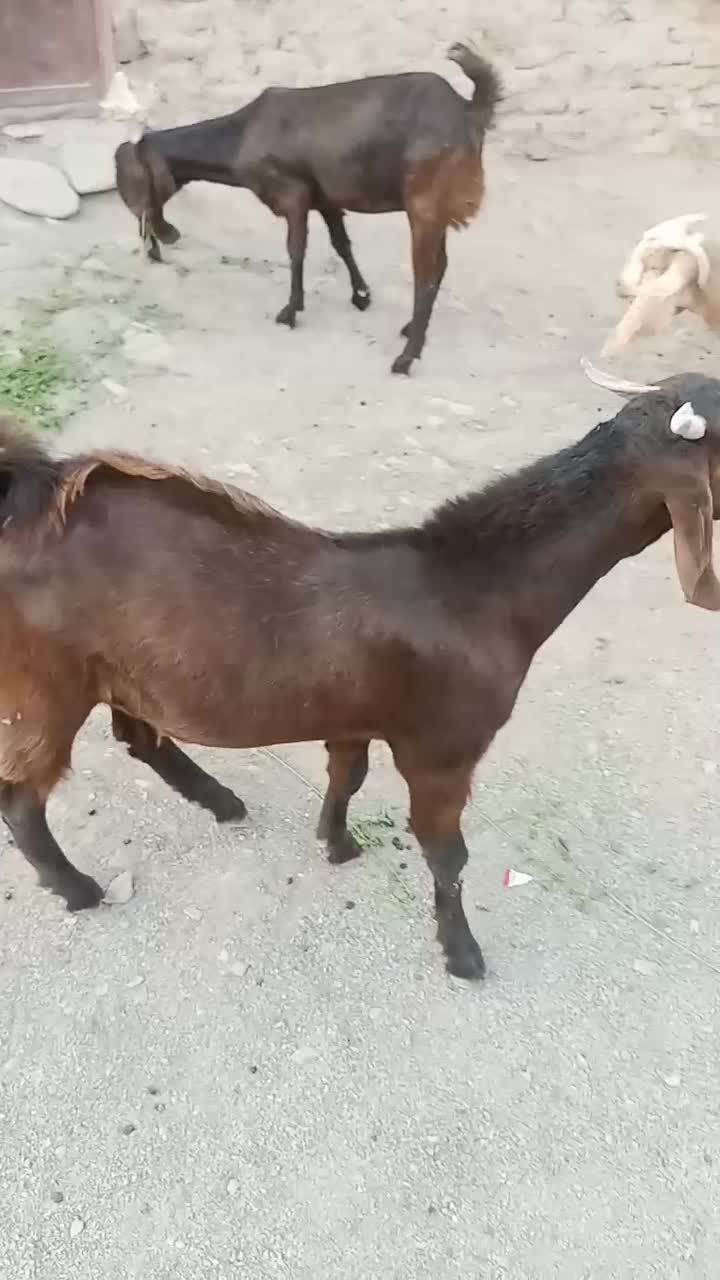 نر جوان نسلدار|حیوانات مزرعه|پیپ, |دیوار