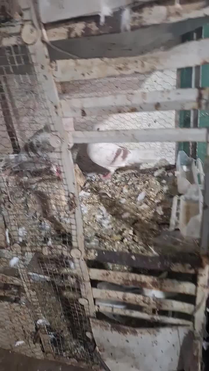 کبوتر دوکت پلنگ|پرنده|اصفهان, ارداجی|دیوار