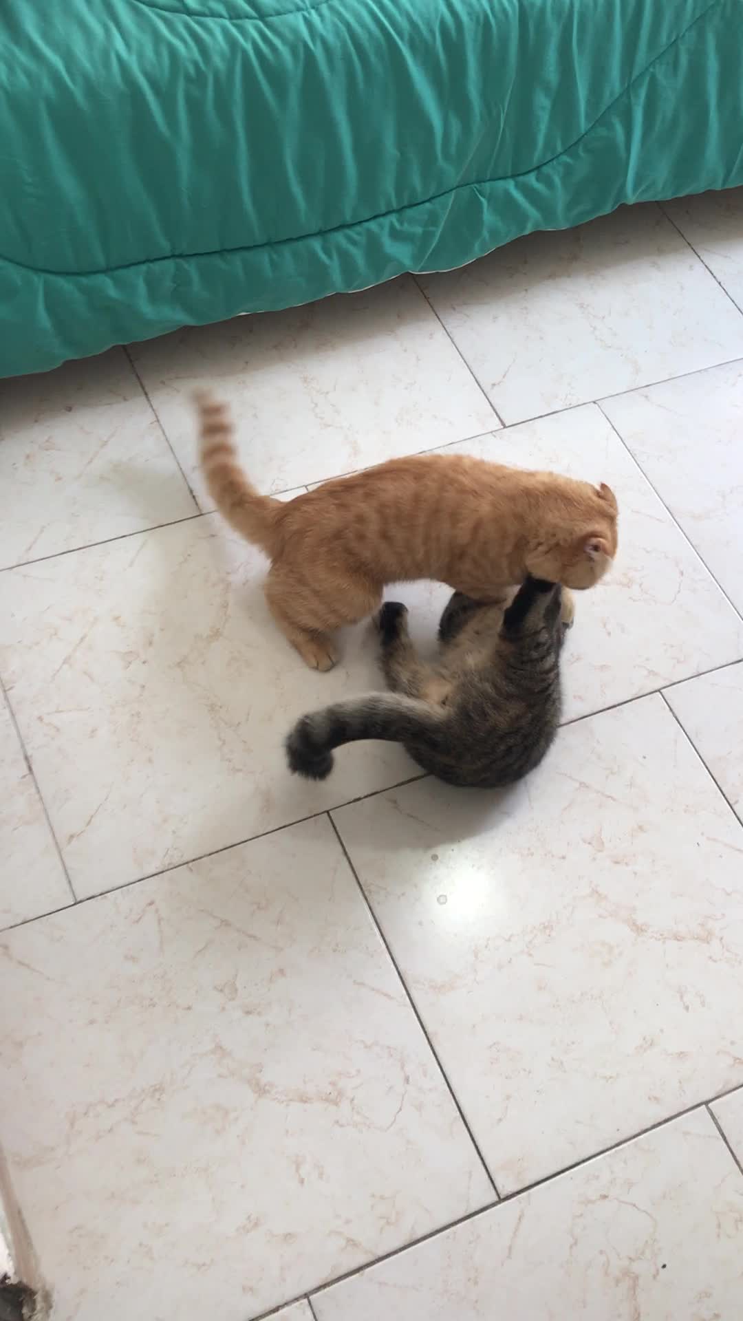 گربه اسکاتیش|گربه|رشت, پل تالشان|دیوار