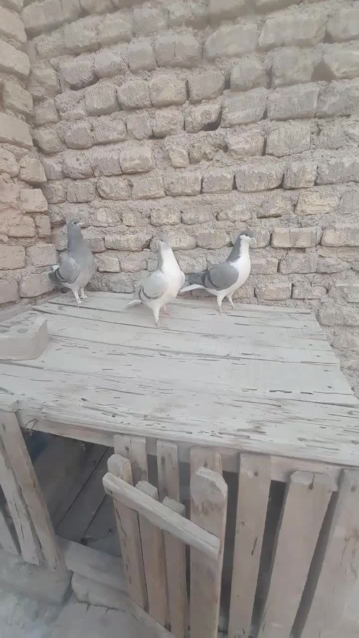 ستاجوجه بدرنگ|پرنده|اصفهان, کردآباد|دیوار