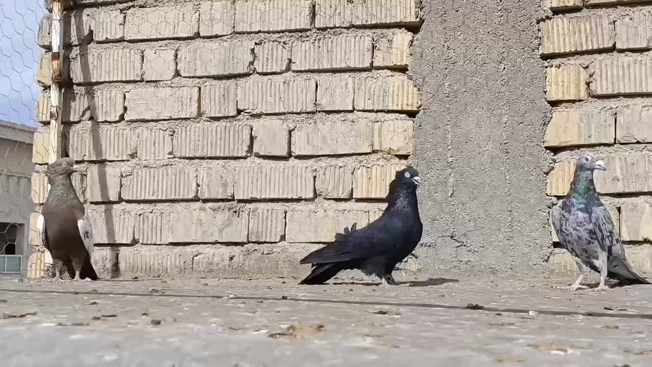 کبوتر|حیوانات|شیراز, کرونی(خاتونک)|دیوار