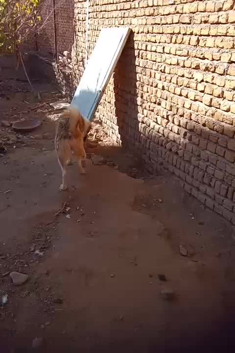 توله ۹ماهه|سگ|تربتحیدریه, پائین ولایت|دیوار