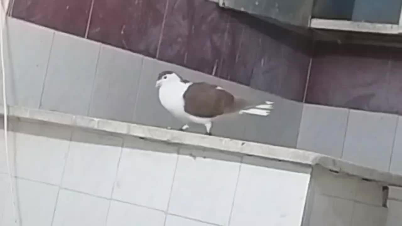 کفتر|پرنده|مشهد, چهنو|دیوار
