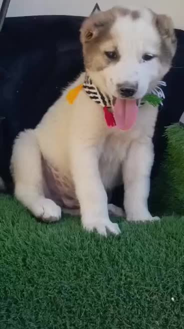 سگ توله الابای روس|سگ|تهران, جوادیه|دیوار