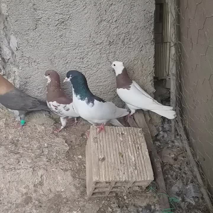 پرنده|پرنده|برازجان, |دیوار