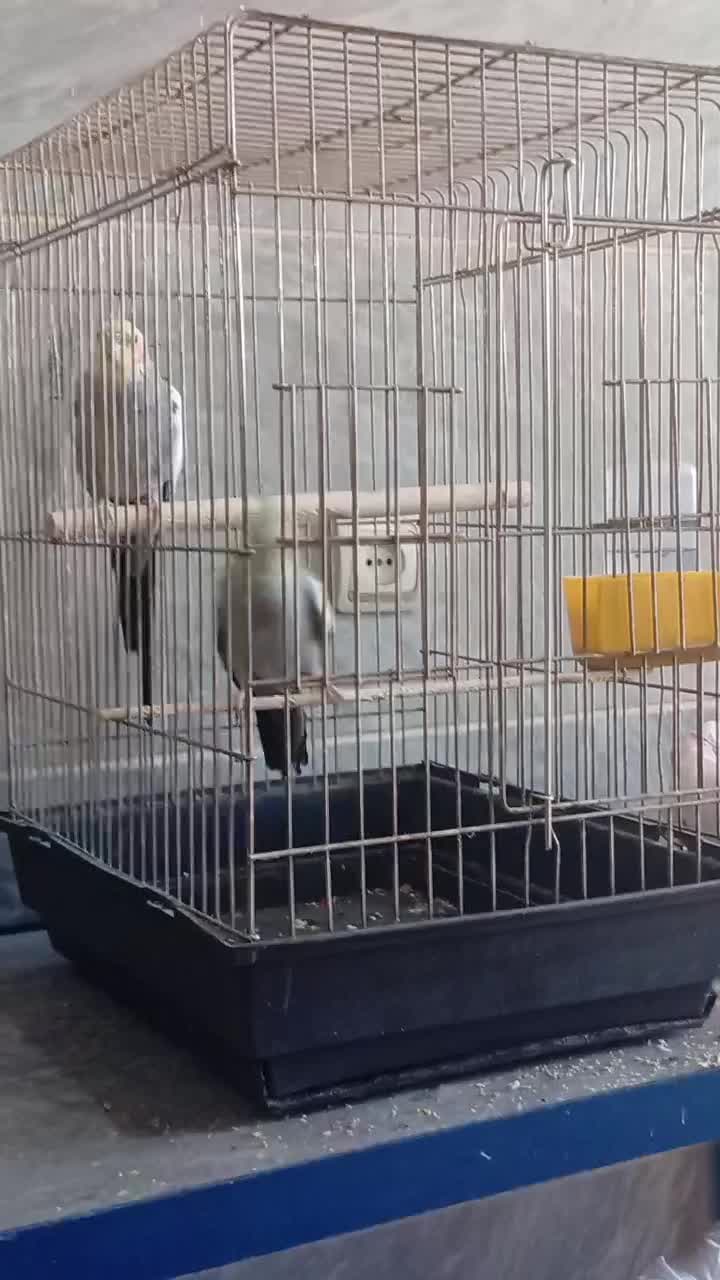 عروس هلندی|پرنده|کرمانشاه, |دیوار