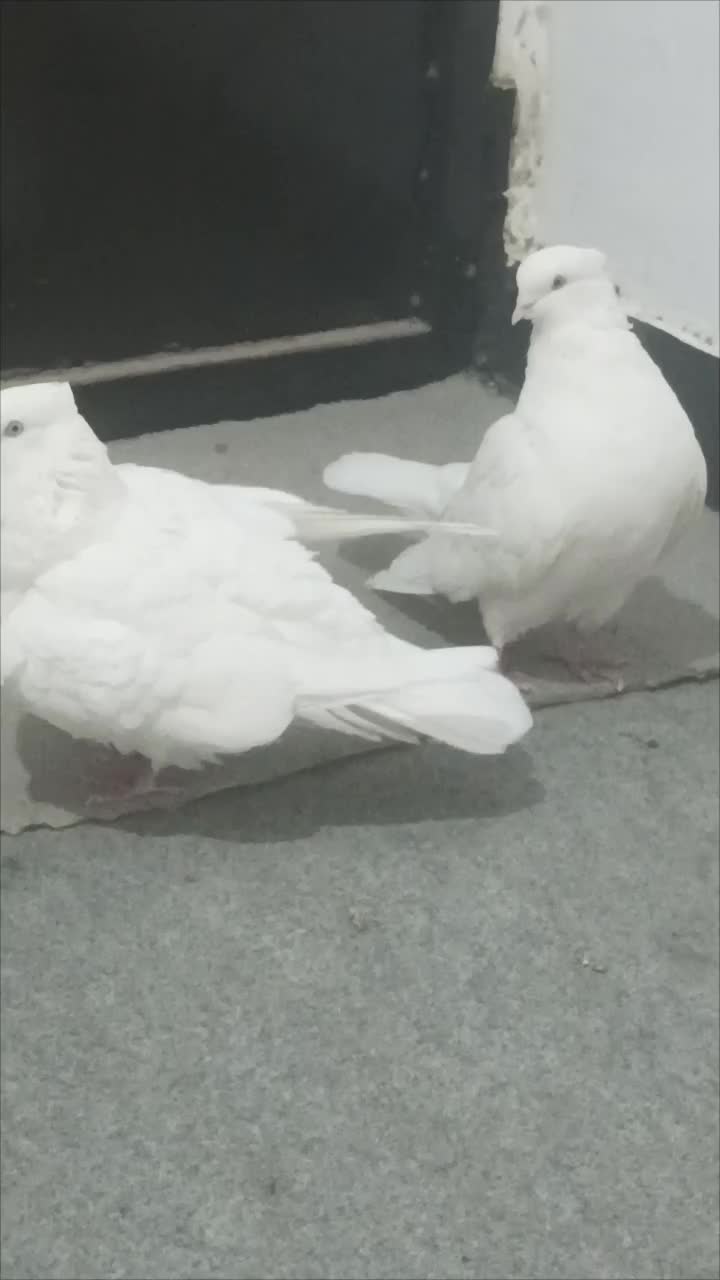 سفید اراکی|پرنده|آبپخش, |دیوار