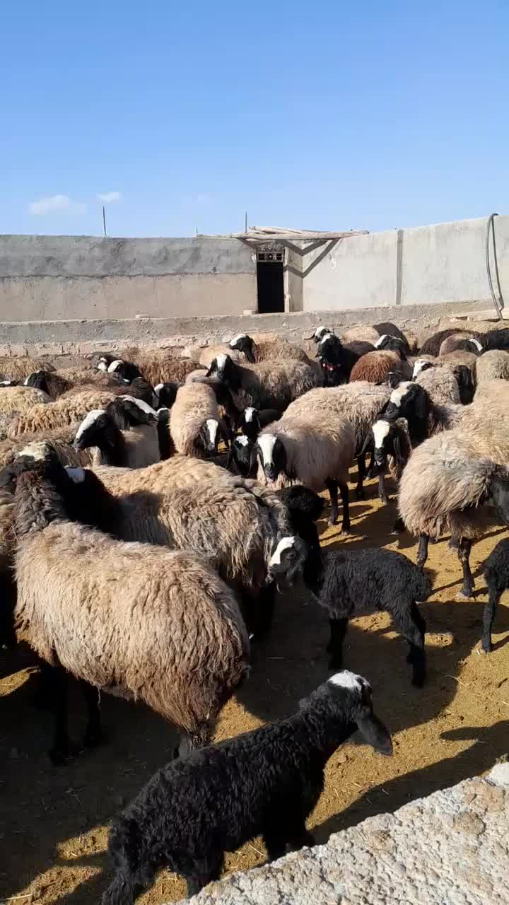 تعداد 100راس شیشک میش های اصیل شال بره دار|حیوانات مزرعه|قزوین, |دیوار