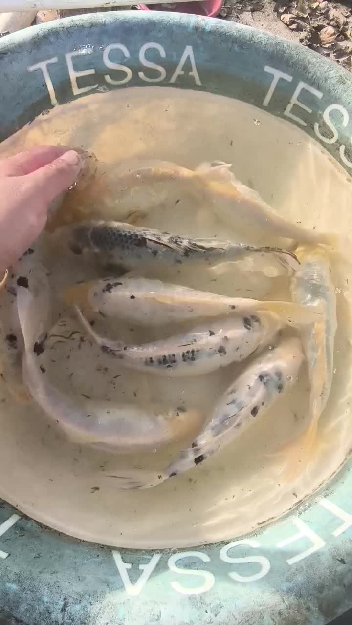 پک ماهی کوی ده عددی|ماهی|شفت, |دیوار