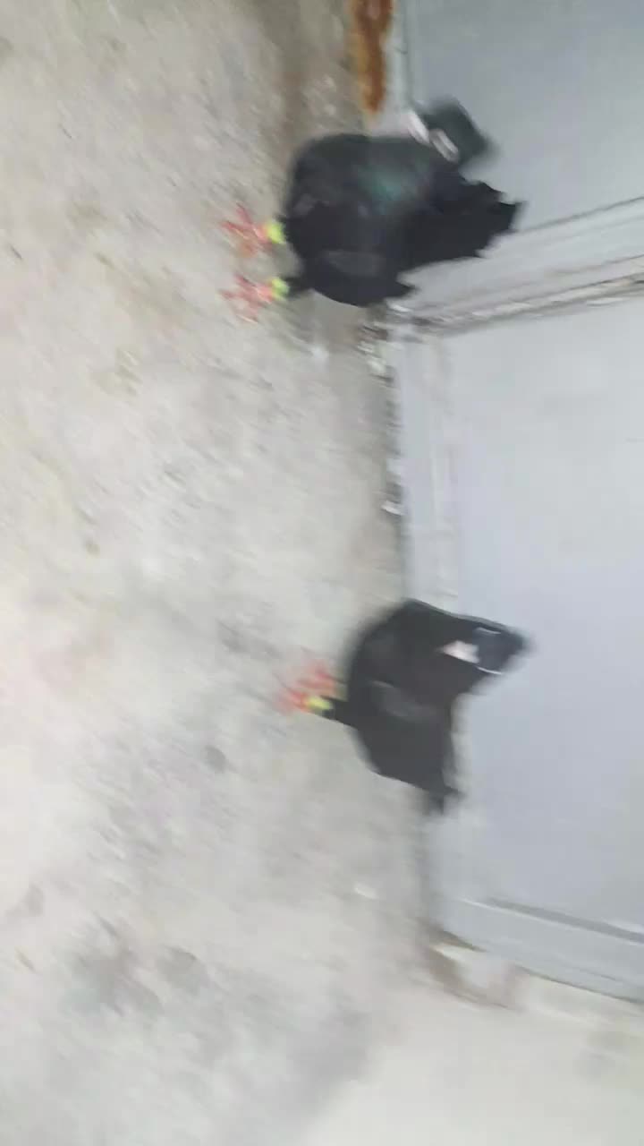 فروش جفت زاغ|پرنده|مهر, |دیوار