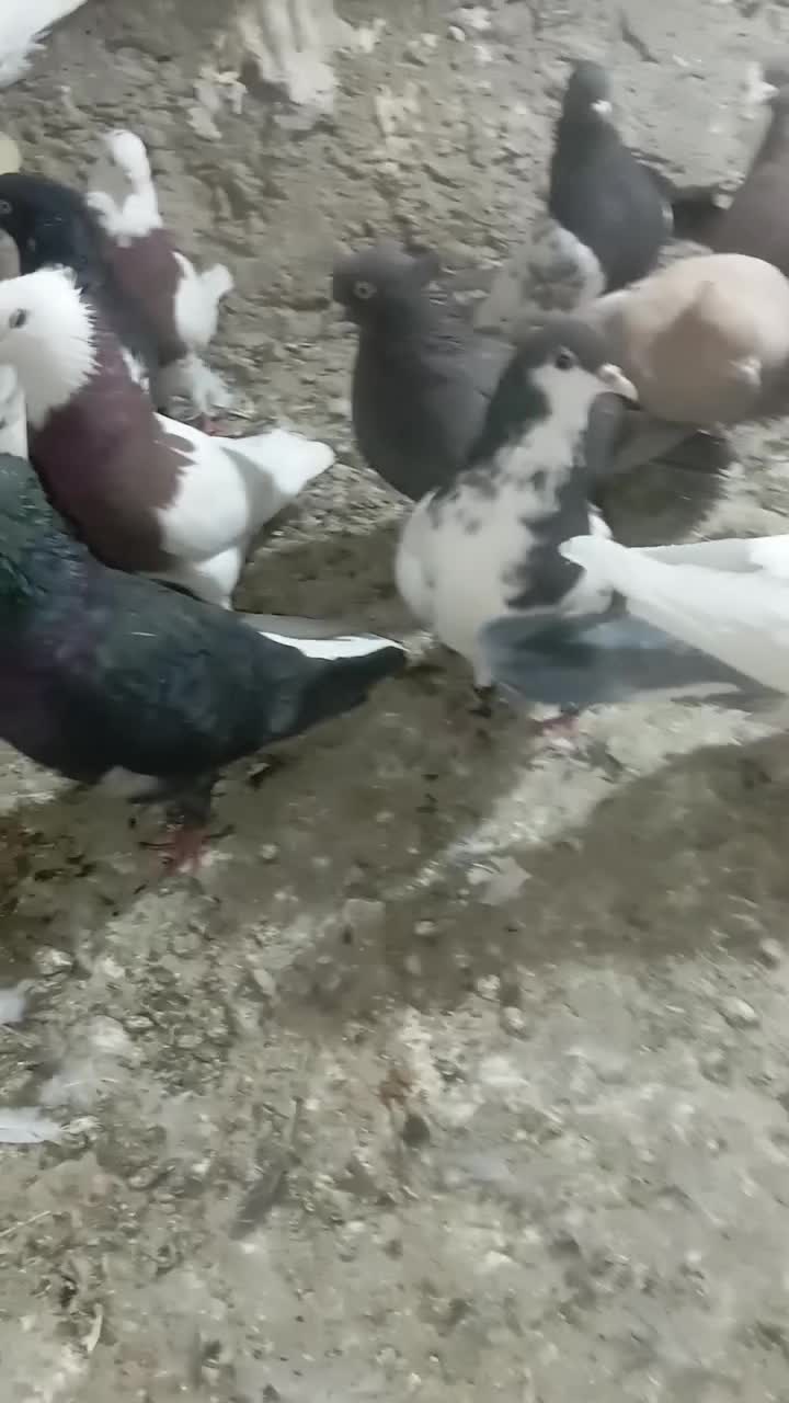 کفتر بهبونی|پرنده|شیراز, برمشور علیا|دیوار