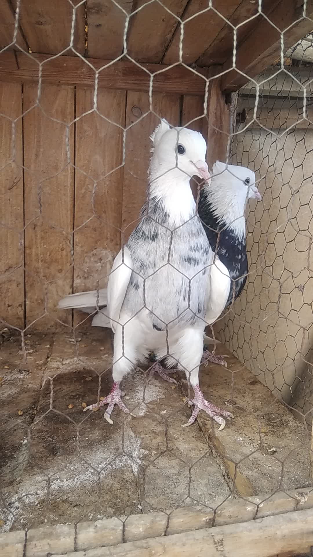 طوقی|پرنده|قم, قلعه عموحسین|دیوار