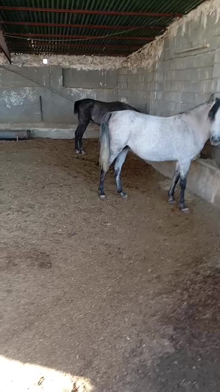 اسب با کره|اسب و تجهیزات اسبسواری|شیراز, شهرک سراج|دیوار