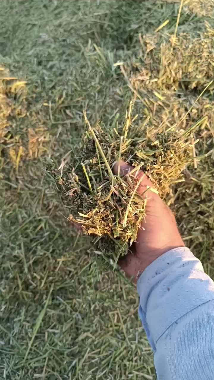 یونجه پر برگ|حیوانات مزرعه|رامهرمز, |دیوار