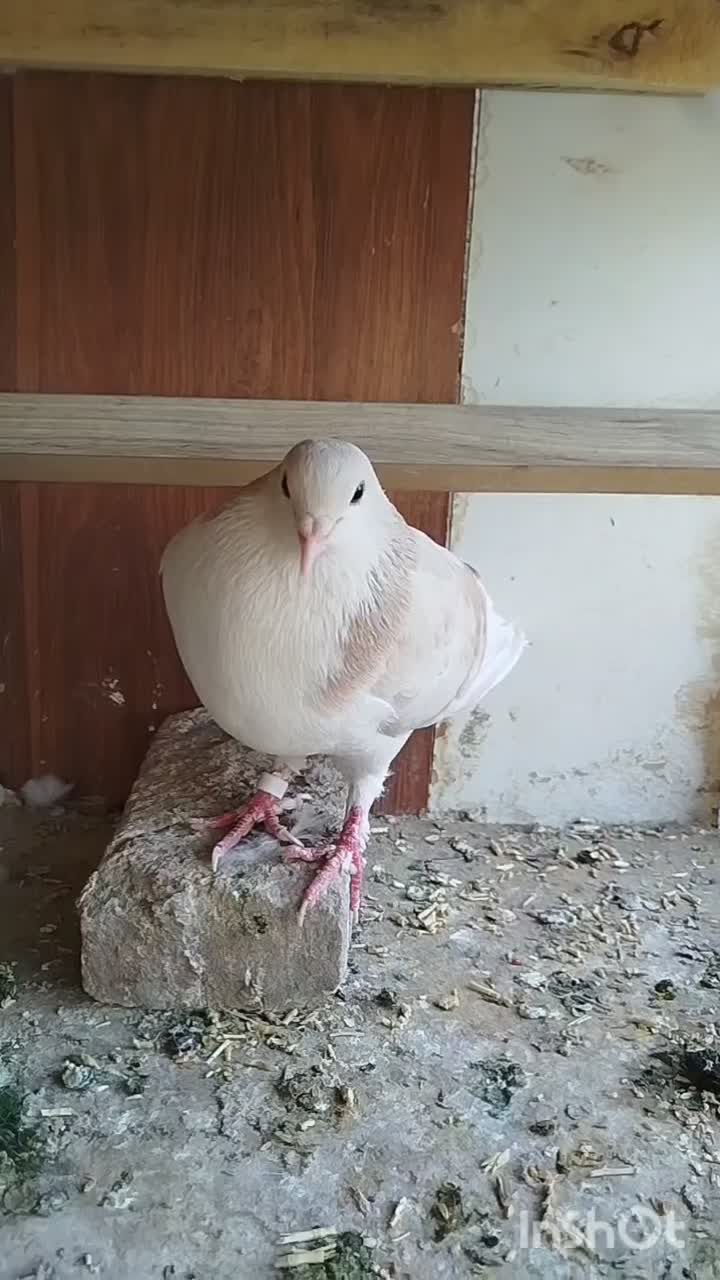 گم شده یک عدد ساده ی ماده رنگ عودی|حیوانات|سبزوار, اسلام آباد|دیوار