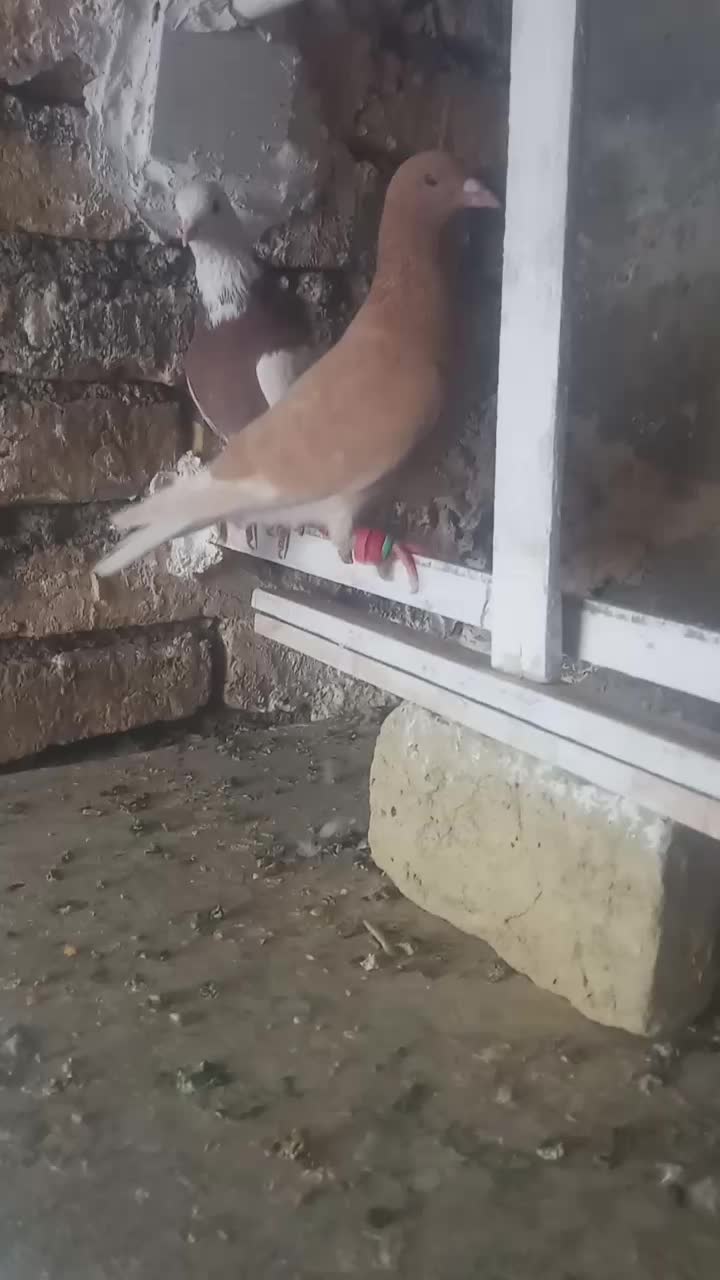 کفتر دو عدد|پرنده|تربتحیدریه, حسنی بالا|دیوار