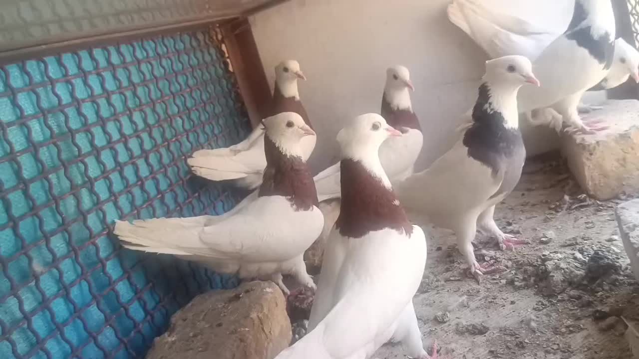 طوقی نر و ماده|پرنده|دلیجان, |دیوار