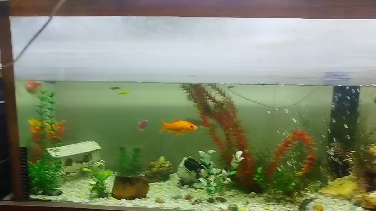 آکواریوم|ماهی|نورآباد, |دیوار