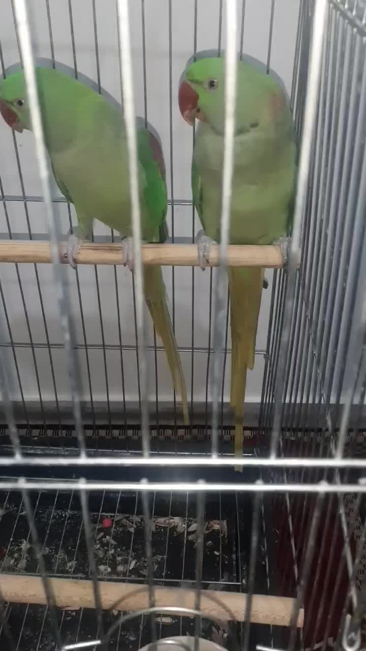 جفت شاه طوطی نروماده هردودستی ورام|پرنده|شهریار, شهرک وائین|دیوار