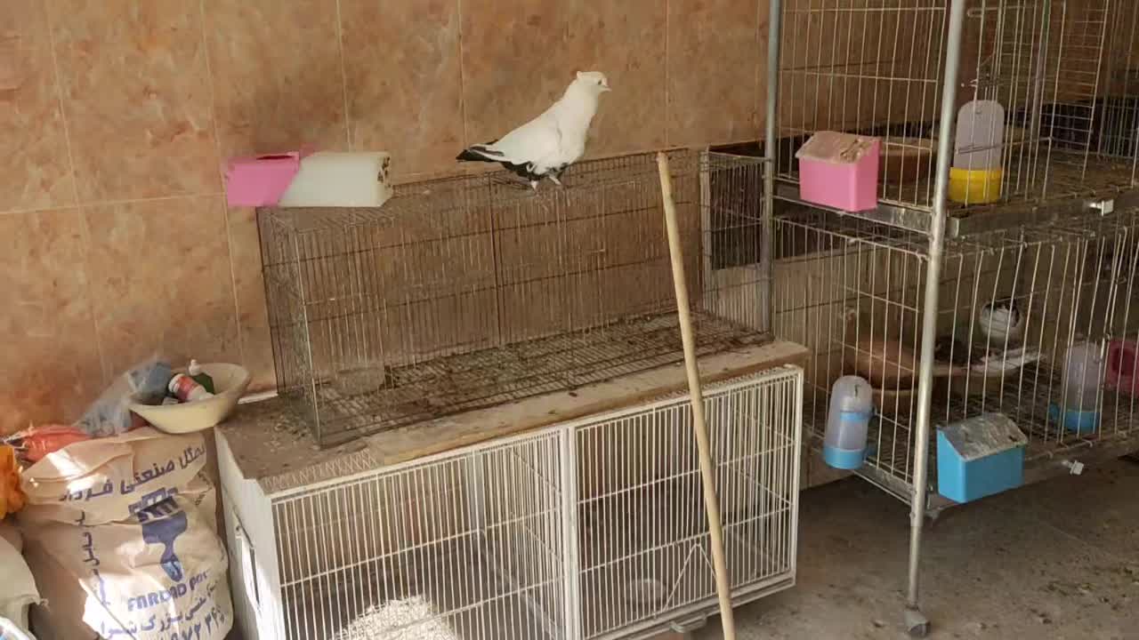 نر دم سیاه|پرنده|صدرا-فارس, فاز ۲|دیوار