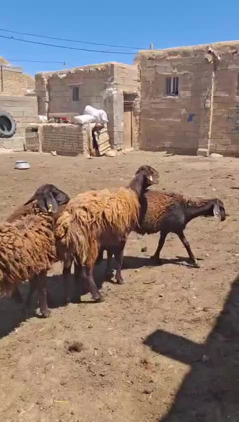 هترو|حیوانات مزرعه|زنجان, |دیوار