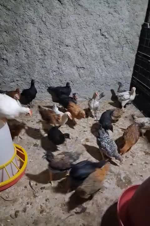 جوجه محلی|حیوانات مزرعه|سرفاریاب, |دیوار