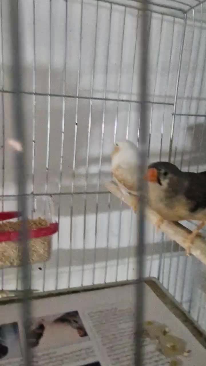 فنچ کینگ فول اورنج|پرنده|بندرعباس, |دیوار