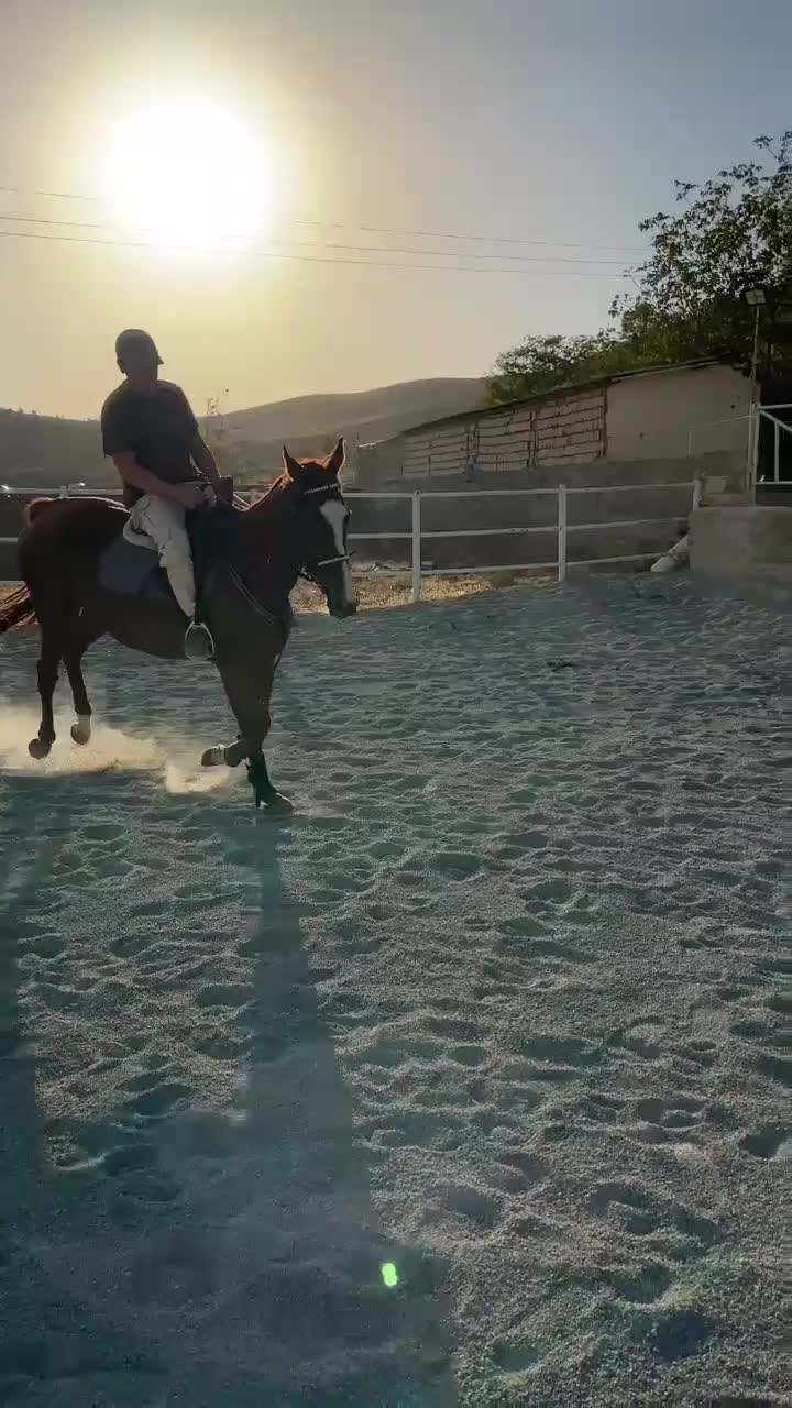 مادیون تروبرد ۱۰۰ ۶ساله|اسب و تجهیزات اسبسواری|کرج, گوهردشت|دیوار