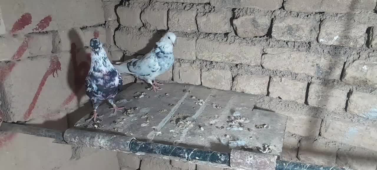 یک جفت گلی هما|پرنده|بسطام, |دیوار