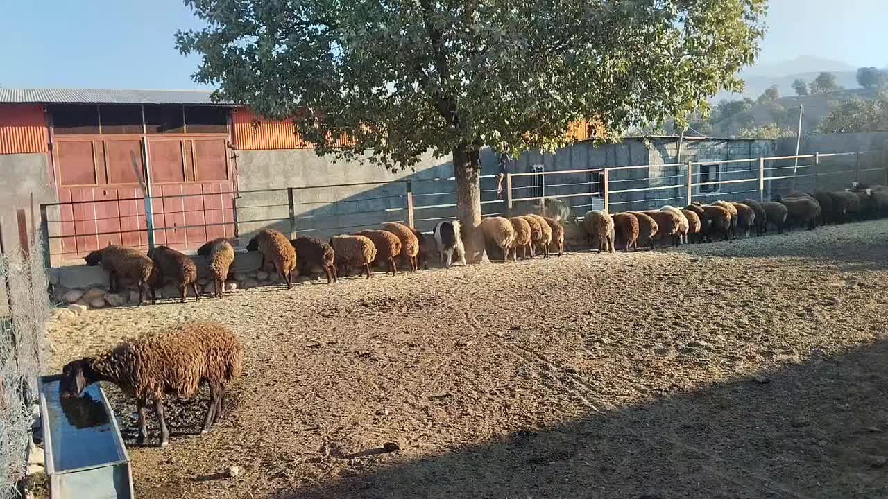 فروش تعداد پنجاه و چهار راس دام|حیوانات مزرعه|شاهیوند, |دیوار