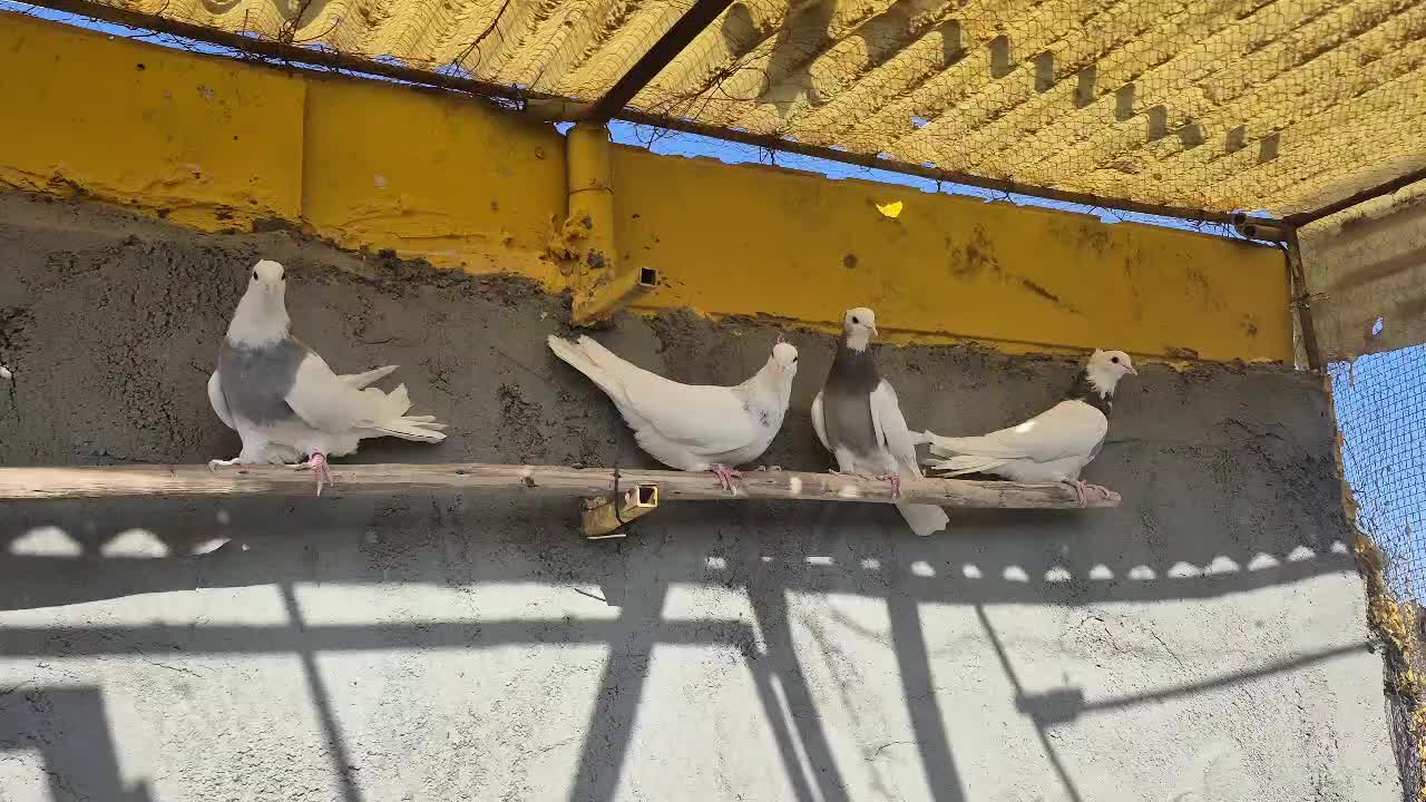 ۴عدد طوقی|پرنده|یزد, |دیوار