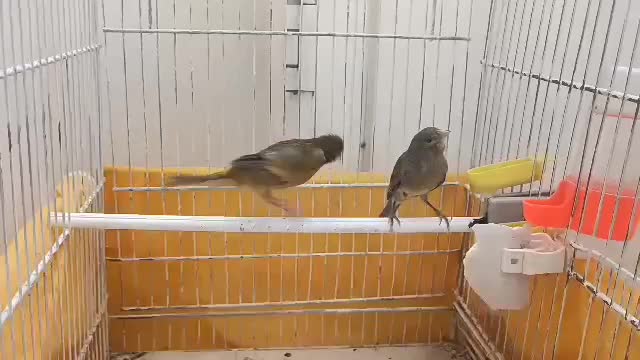 ماده قناری سبز علیخانی و چمنی|پرنده|شهرضا, |دیوار