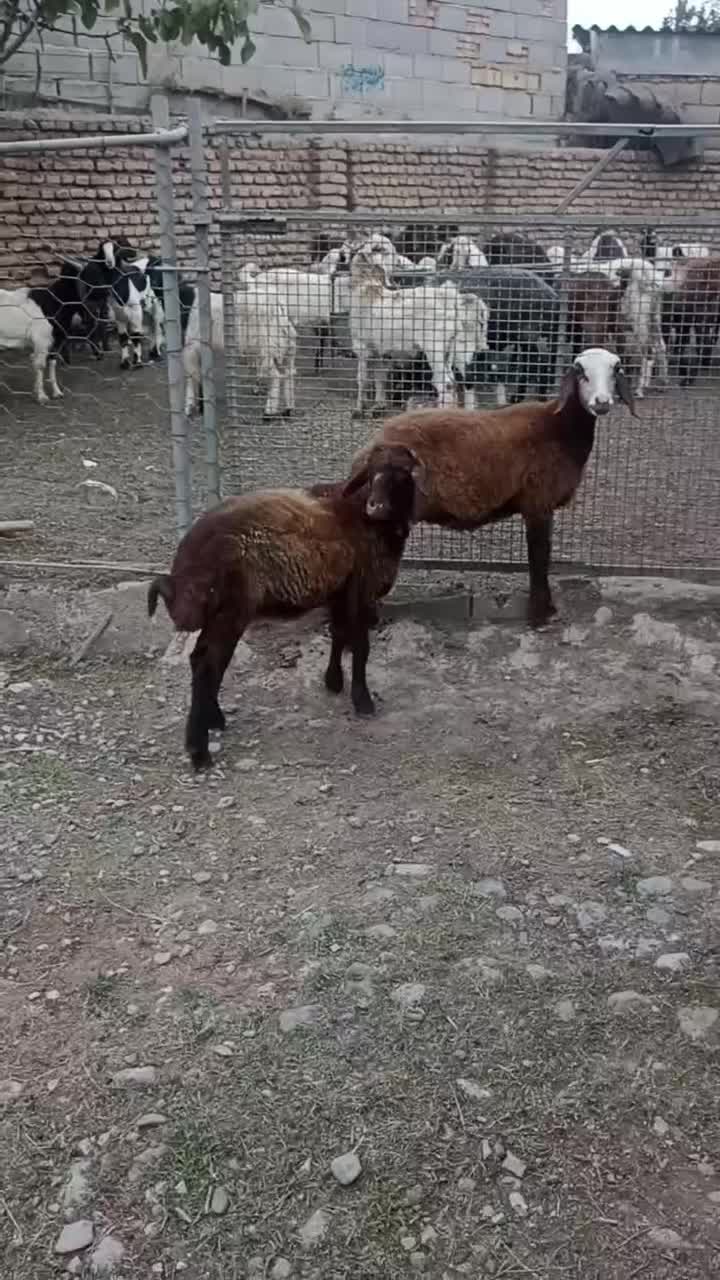 ۲رآس توقلی ماده مخصوص داشتی|حیوانات مزرعه|آق قلا, |دیوار