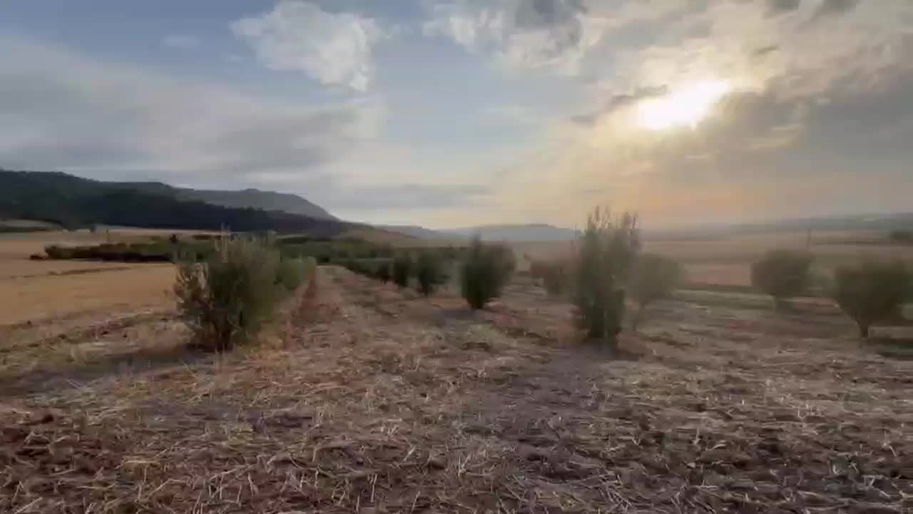 باغ زیتون و کشاورزی با تخفیف ویژه|فروش زمین و ملک کلنگی|مینودشت, |دیوار