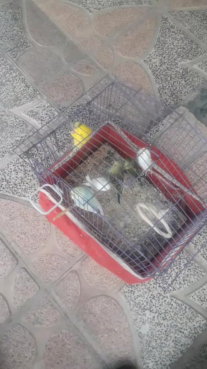 مرغ عشق۶عدد|پرنده|الیگودرز, |دیوار